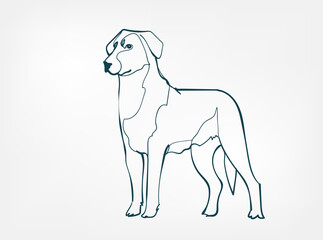 Beauceron dog breed animal vector line art one line sketch outline
