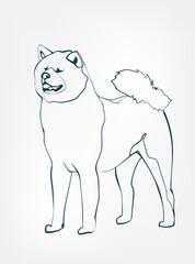 Akita dog breed animal vector line art one line sketch outline