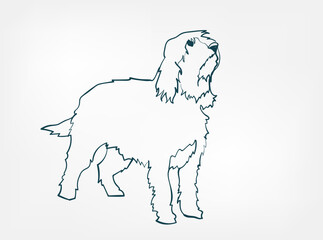 Otterhound dog breed animal vector line art one line sketch outline