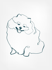 Pomeranian dog breed animal vector line art one line sketch outline