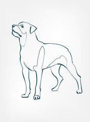 Rottweiler dog breed animal vector line art one line sketch outline