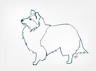 Shetland Sheepdog dog breed animal vector line art one line sketch outline