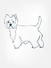 West Highland White terrier dog breed animal vector line art one line sketch outline
