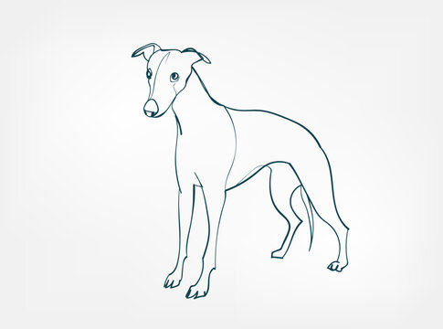 Whippet dog breed animal vector line art one line sketch outline