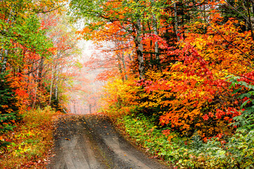 Naklejka premium Autumn scenes in forest under fogy day