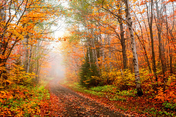 Autumn scenes in forest under fogy day