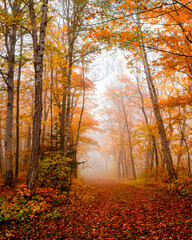Obraz premium Autumn scenes in forest under fogy day