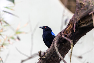 Asian Fairy-Bluebird (Irena puella) in Malaysia