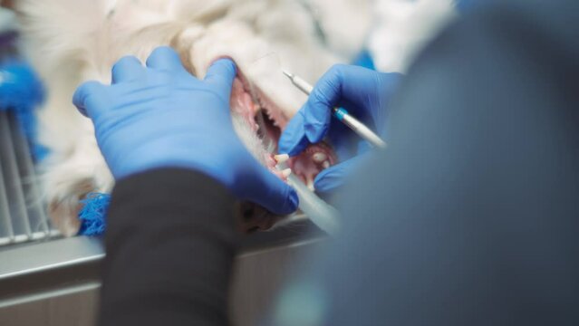 Close up of a dog's mouth during a dental surgery. Slow motion. 
