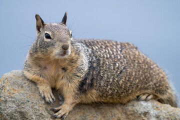 Close up of ground squirrel in Morro Bay, California. - obrazy, fototapety, plakaty