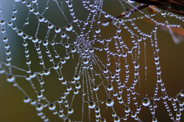 Dew drops on the morning spider web . Spider web. Interesting near us. Silk made by animals.