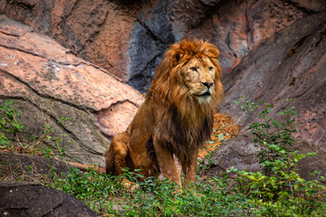 African Lion (Panthera leo) in Africa