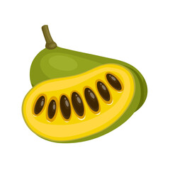 Vector illustration, Asimina triloba, American papaw or pawpaw, isolated on white background. © Arif_Vector