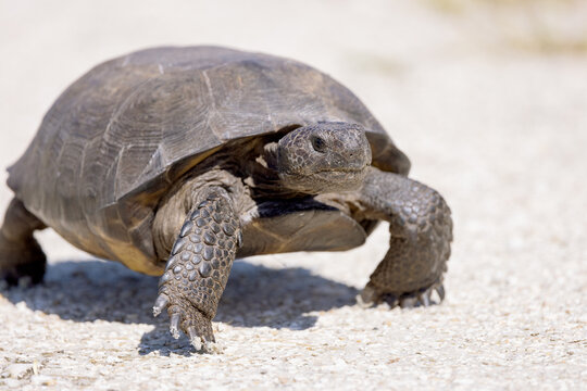 Gopher tortoise (Gopherus polyphemus) on a white sand and gravel backdrop in Myakka City, Florida