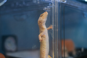 ケージで飼育されているレオパードゲッコーのクローズアップ