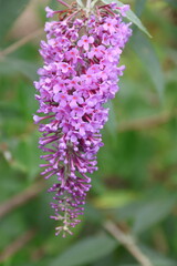 Obraz premium bee on flower