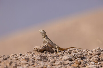 Sunlit lizard navigates arid terrain.