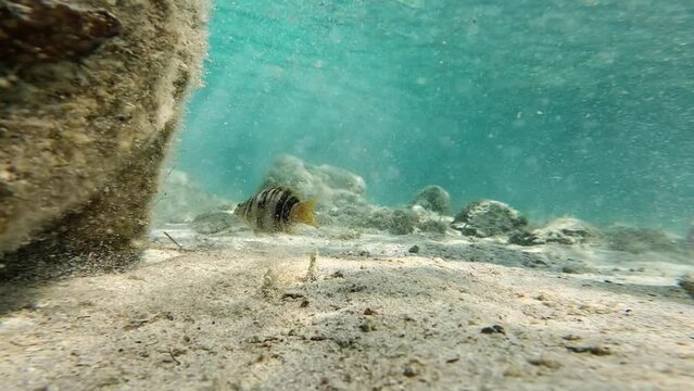 Fish on the seabed of Sardinia