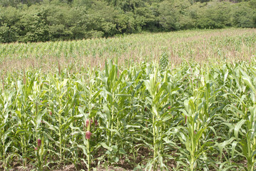 corn cultivation with milpas and woman grinding nixtamal to make dough for food