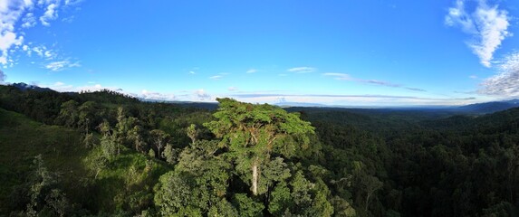 Emergent canopy tree in the Amazon