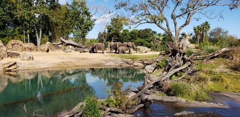 wild animals in the river