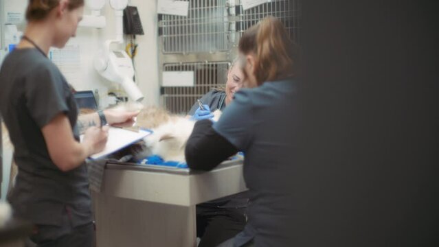 A team of veterinarians performing a dental procedure at the clinic. Slow motion. 