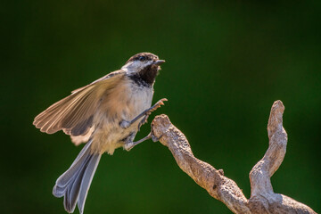 Chickadee lighting on a branch