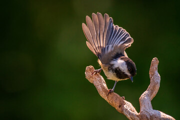 Chickadee flying off a branch © jamie