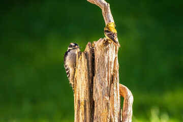 Woodpecker and Goldfinch perched on a post