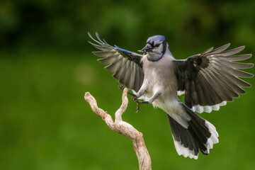 Blue Jay flies to a perch