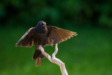 Common Grackle flying to a branch