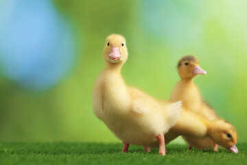 Cute fluffy ducklings on artificial grass against blurred background, closeup. Baby animals