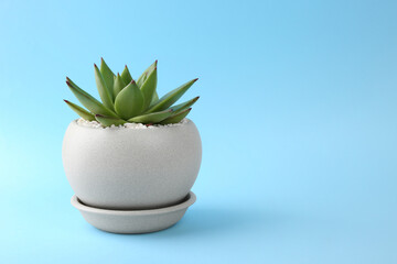 Beautiful succulent plant in pot on light blue background, space for text