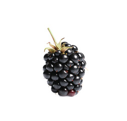 One tasty ripe blackberry isolated on white