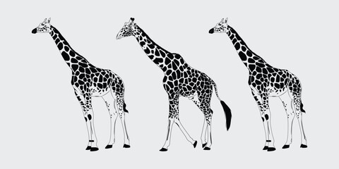 giraffe black silhouette, giraffe vector outline design, Giraffe vector black and white 