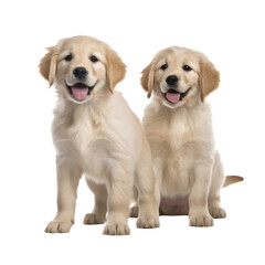 2 playful golden retriever puppies isolated