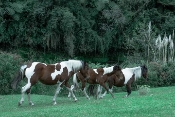 Caballos pasteando en un campo verde 