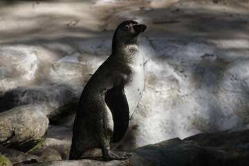 Fototapeta premium wild penguin outdoors during the day.