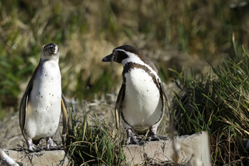 wild penguin outdoors during the day.