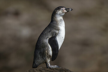 wild penguin outdoors during the day.