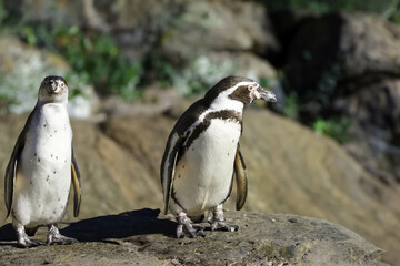 wild penguin outdoors during the day.