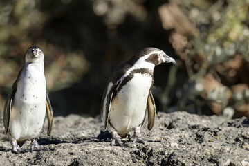 wild penguin outdoors during the day.