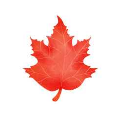 red maple leaf