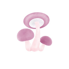 pink mushroom isolated on white background