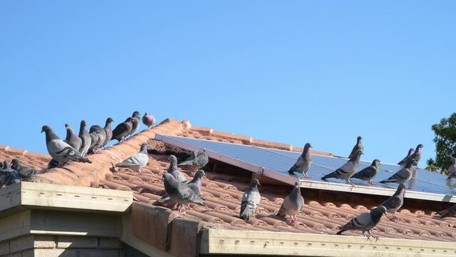Pigeons on roof and solar panels of house