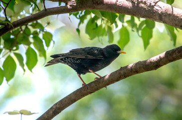 Common starling  bird standing on a tree branch
