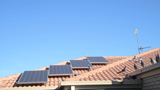 Pigeons on roof and solar panels of house