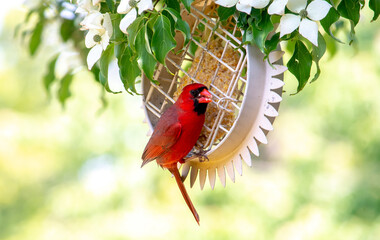 Happy cardinal eating suet from a backyard feeder
