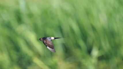 Barn Swallow in flight in the green field