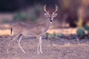 Beautiful Whitetail deer with antlers on the blurred soft colors dry summer background in Texas. 